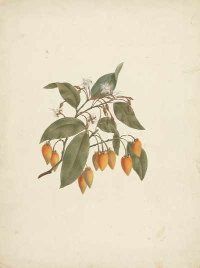 Mimusops kummel A. DC. : desenho acabado com algumas flores de James Bruce