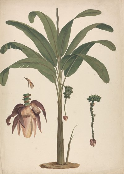 Musa x sapientum L. (Banana): desenho acabado com detalhes de inflorescência de James Bruce