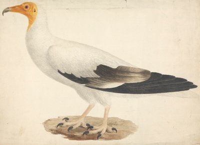 Neophron percnopterus (Abutre Egípcio) de James Bruce