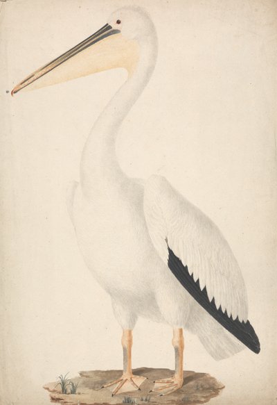 Pelecanus onocrotalus (Grande Pelicano Branco) de James Bruce