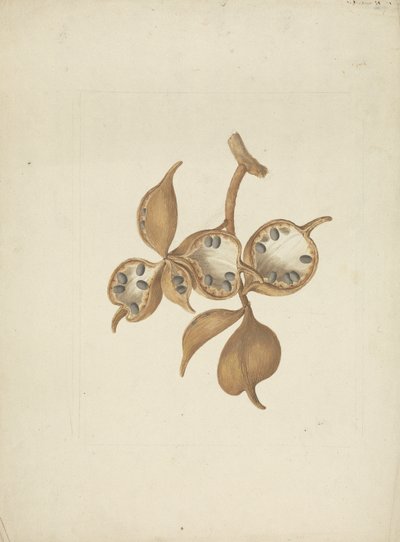 Sterculia africana (Lour.) Fiori: desenho acabado do caule com as vagens das sementes, algumas abertas mostrando as sementes de James Bruce
