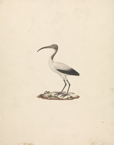 Threkiornis aethiopicus (Íbis Sagrado Africano) de James Bruce