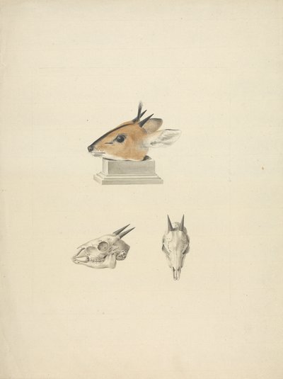 Madoqua não identificado (Dik-dik): estudo da cabeça e do crânio de James Bruce