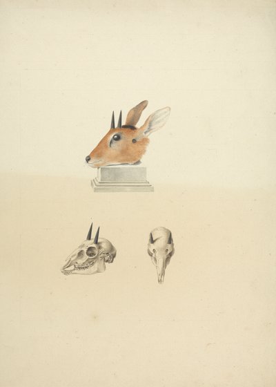 Madoqua não identificado (Dik-dik): estudo da cabeça e do crânio de James Bruce