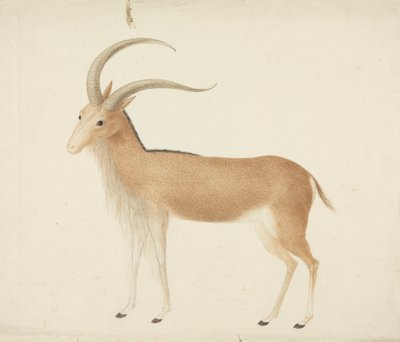 Ungulado não identificado de James Bruce