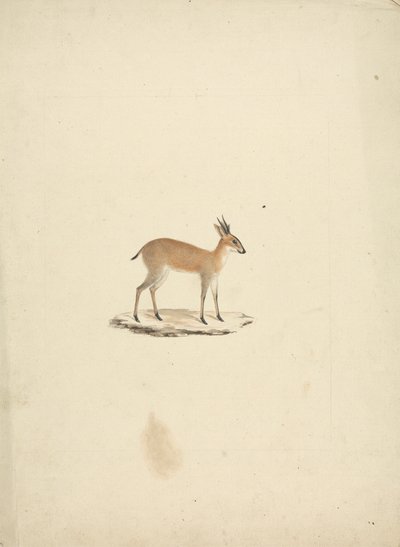 Madogua não identificada (Dik-dik) de James Bruce