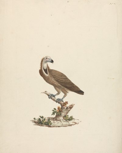 Abutre de James Bruce