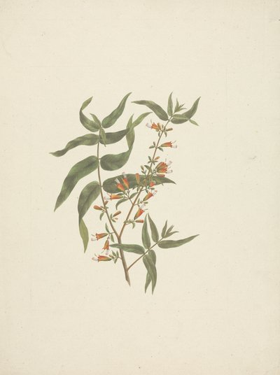 Woodfordia uniflora (A. Rich.) Koehne: desenho acabado do rebento florido de James Bruce