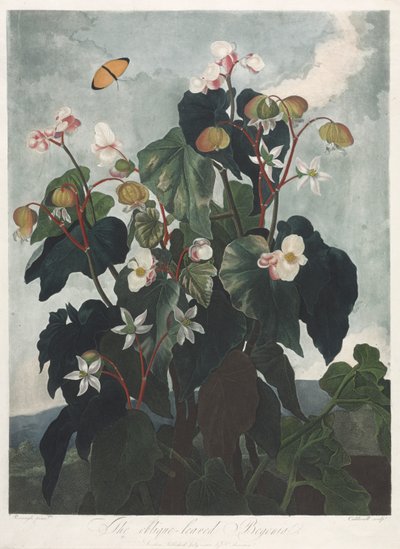 O Templo da Flora, ou Jardim da Natureza: A Begônia com Folhas de Obique de James Caldwall
