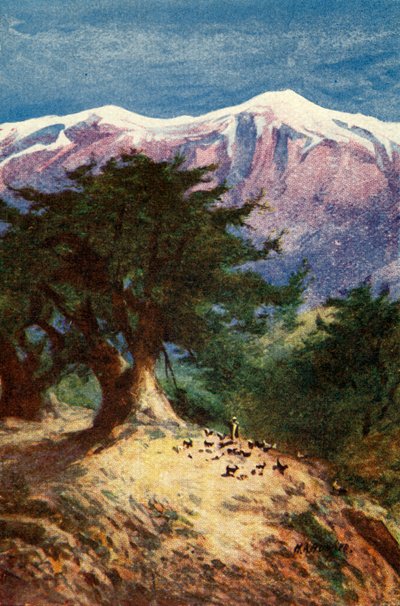Cedros do Líbano - Matt. xii. 33, c1924. Criadores: James Clark, Henry A Harper. de James Clark and Henry A Harper