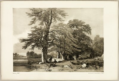 Faia, de The Park and the Forest de James Duffield Harding