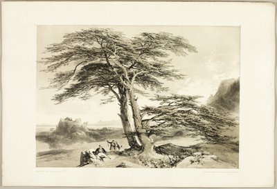 Cedros do Líbano, de O Parque e a Floresta de James Duffield Harding