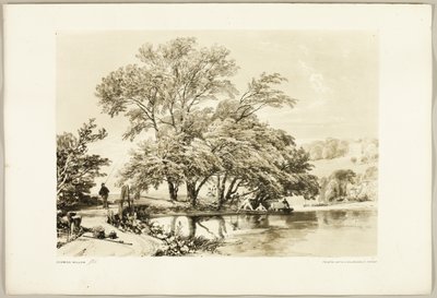 Salgueiro comum, do Parque e da Floresta de James Duffield Harding