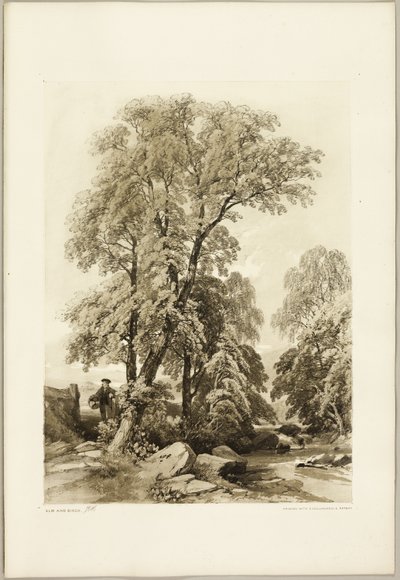 Elm e Birch, do Parque e da Floresta de James Duffield Harding