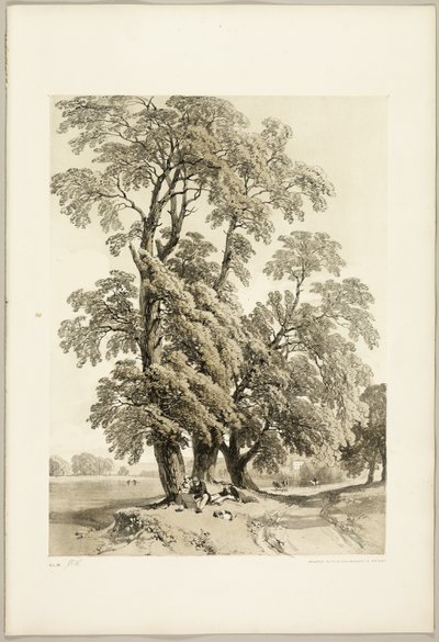 Elm, de O Parque e a Floresta de James Duffield Harding