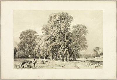 Plátanos, do Parque e da Floresta de James Duffield Harding