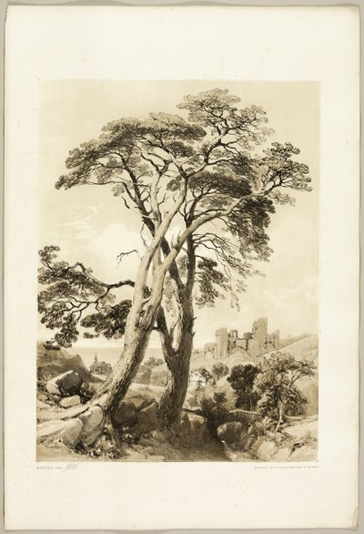 Scotch Fir, do Parque e da Floresta de James Duffield Harding
