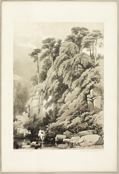Wych Elm and Firs, do Parque e da Floresta de James Duffield Harding