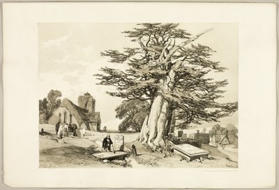 Teixo, do Parque e da Floresta de James Duffield Harding