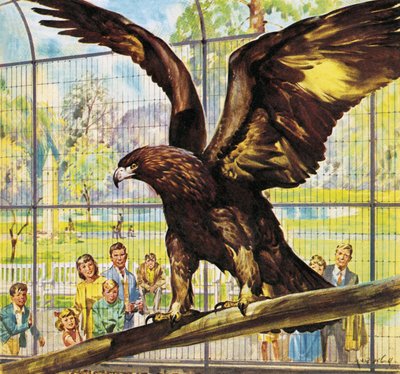 Quem é quem no Zoo: A Goldie que voa de James Edwin McConnell