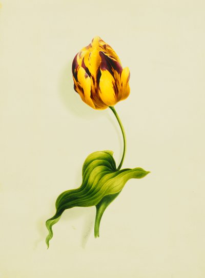 Uma tulipa de papagaio, 1826 de James Holland