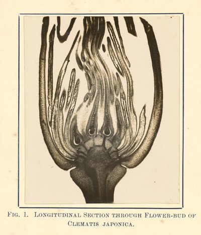 [Vista de Clematis Japonica - Secção longitudinal]. de James Hornell