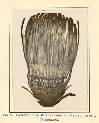 [Vista da planta do dente-de-leão - Secção longitudinal]. de James Hornell