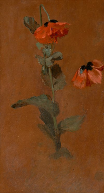 Estudo de papoulas, 1832. de James Inskipp