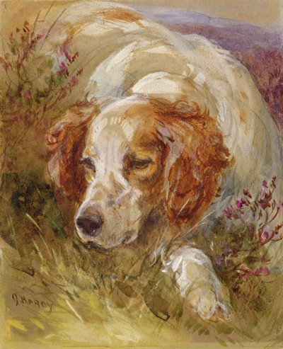 Um Spaniel (wc e bodycolour no papel) de James Jnr Hardy