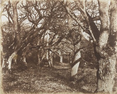 Uma espiada em Leigh Woods, 1853-56. de James Knight
