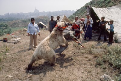 Um urso cigano ensaia para uma festa de Carnaval com ciganos. Perto de Istambul, Turquia. de James L Stanfield