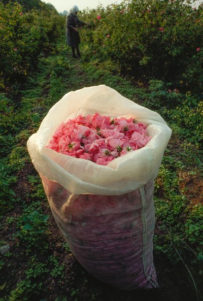 Um saco cheio de pétalas de rosas acabadas de colher. Vale das Rosas, Bulgária. de James L Stanfield