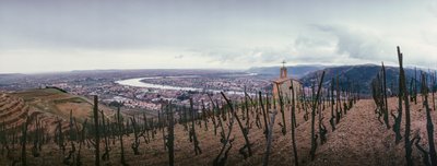 Uma vinha com vista para a cidade e para o rio Ródano. SOCIETE PAUL JABOULET AINE WINE... de James L Stanfield