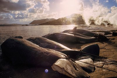 Baleias esquartejadas alinham-se na praia após uma caçada. BAÍA DE FRENCHMAN PERTO DE ALBANY, OESTE... de James L Stanfield