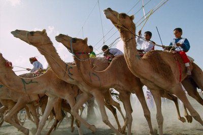 Camelos avançam durante as corridas de camelos do Dia Nacional de Omã. Hipódromo do distrito de Al Falaj, Omã. de James L Stanfield