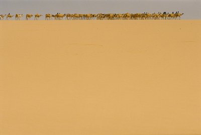 Caravana de sal a caminho de Agadez, Nigéria. A CAMINHO DE AGADEZ, NIGÉRIA, NIGER. de James L Stanfield