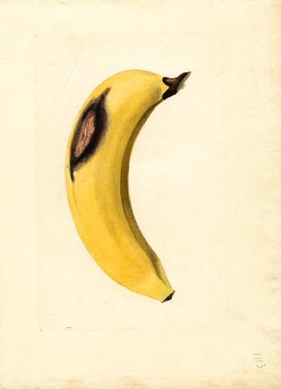 Banana (Musa) (aguarela) de James Marion Shull