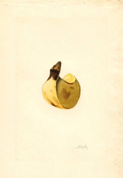 Banana (Musa) (aguarela) de James Marion Shull