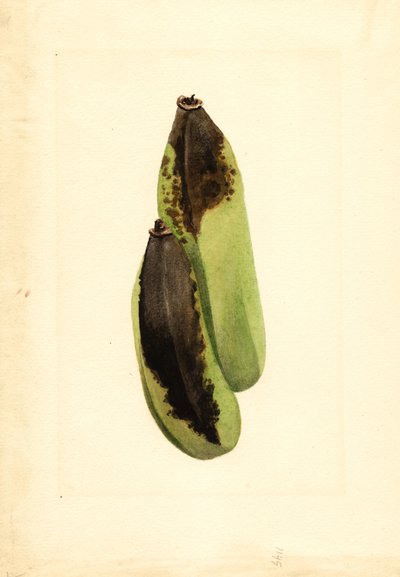Bananas (Musa) (aguarela) de James Marion Shull