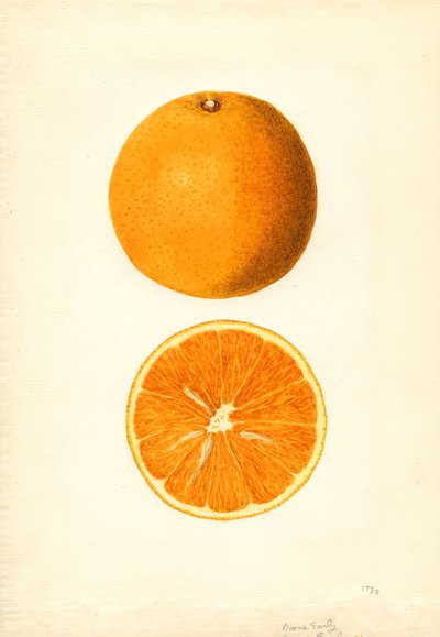 Laranjas precoces de Boone (Citrus sinensis) (aguarela) de James Marion Shull