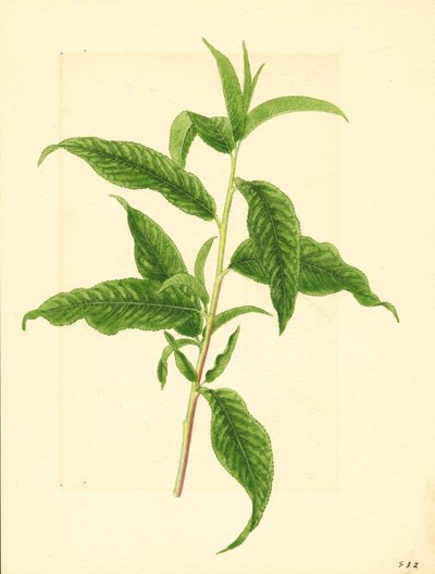 Ramo com folhas verdes do pessegueiro Elberta ( Prunus persica: Elberta) (aguarela) de James Marion Shull