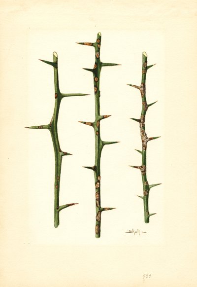 Cancro dos citrinos no caule de uma laranjeira (Poncirus trifoliata) (aguarela) de James Marion Shull