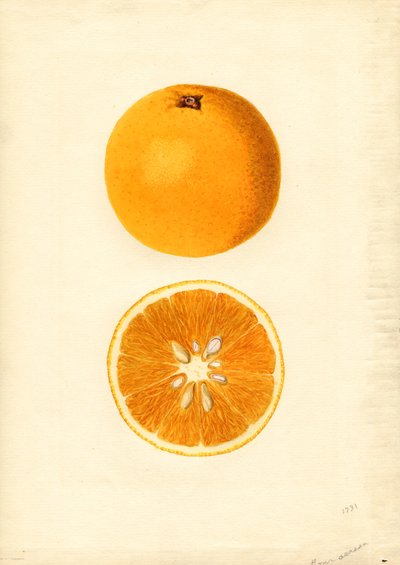 Laranjas de Homosassa ( Citrus sinensis) (aguarela) de James Marion Shull