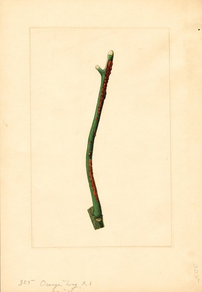 Galho de laranjeira (Citrus sinensis: Valência) (aguarela) de James Marion Shull