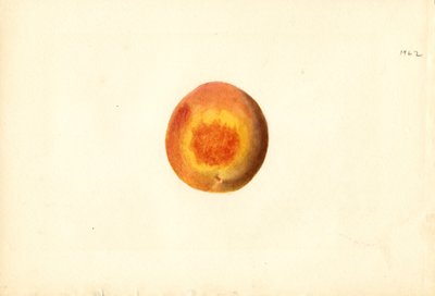 Pêssego ( Prunus persica: Elberta) (aguarela) de James Marion Shull