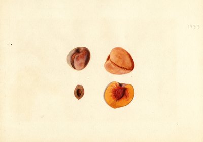 Pêssegos ( Prunus persica: Hutchkins) (aguarela) de James Marion Shull
