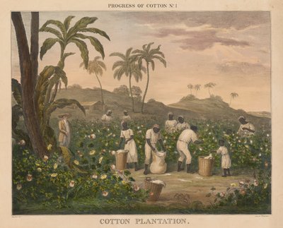 Progresso do Algodão: #1 - Plantação de Algodão de James Richard Barfoot