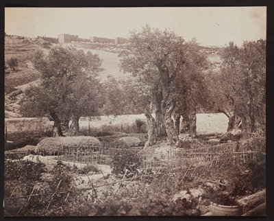 Getsémani [Jerusalém. Monte das Oliveiras] de James Robertson