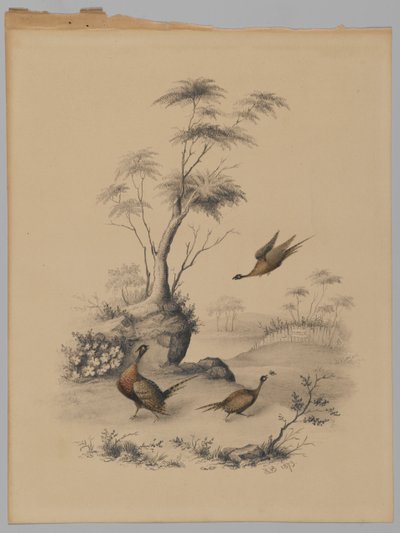 Três Faisões, 1873 (grafite e wc no papel) de James Ryder van Brunt