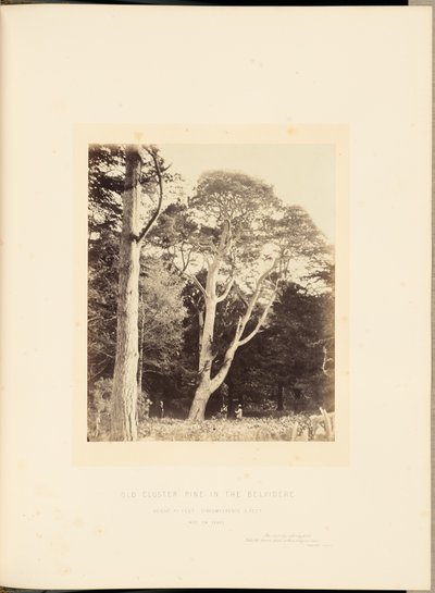 Pinheiro antigo em Belvidere de James Sinclair, 14th Earl of Caithness